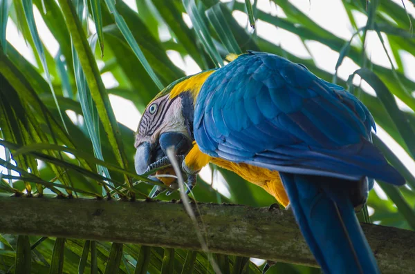 Wunderschöner Blau Gelber Ara Ara Ararauna Brasilianischen Feuchtgebiet — Stockfoto