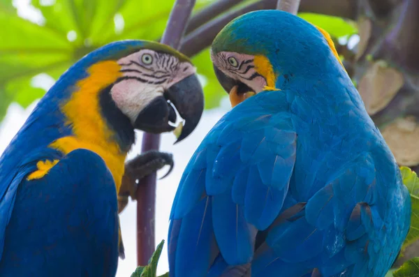 Frumos Macaw Albastru Galben Ara Arararauna Zona Umedă Braziliană — Fotografie, imagine de stoc