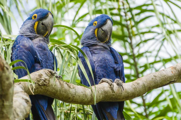 Beautiful Hyacinth Macaw Anodorhynchus Hyacinthinus Brazilian Wetland — Free Stock Photo