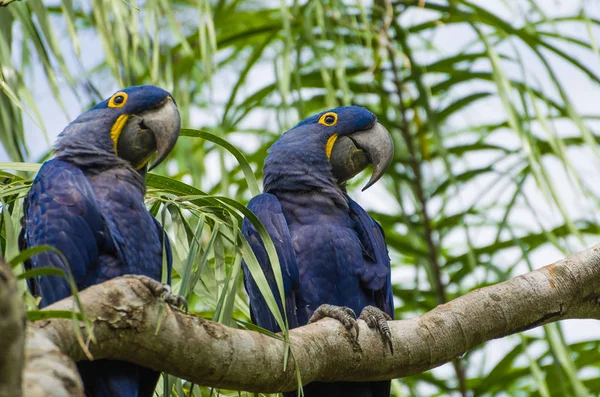 Bela Arara Jacinto Anodorhynchus Hyacinthinus Zona Húmida Brasileira — Fotografia de Stock