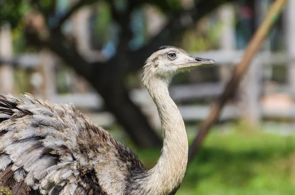 Güzel Ema veya büyük Rhea (Rhea americana) Brezilyalı sulak.