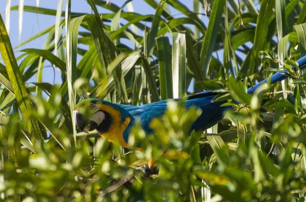 Wunderschöner Blau Gelber Ara Ara Ararauna Brasilianischen Feuchtgebiet — Stockfoto