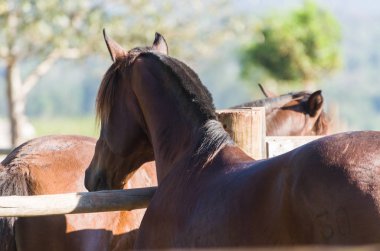 Creole 'un atları çiftlikte ürer.