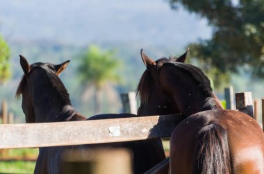 Creole 'un atları çiftlikte ürer.