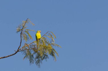 Bir ağacı Brezilya Pantanal şeklinde güzel kuşlar Prens-siyah Parakeets ya da Nanday muhabbet kuşu (Aratinga nenday).