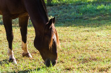 Creole 'un atları çiftlikte ürer.