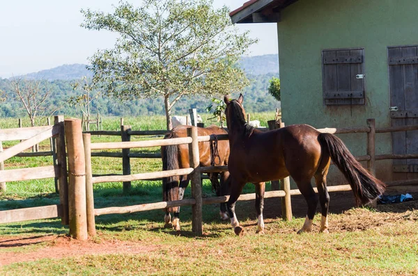 農場でのクレオールの品種の馬 — ストック写真