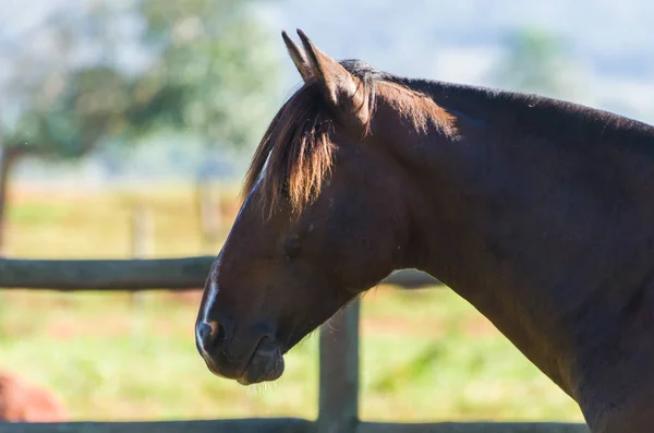 Caballos Raza Criolla Granja — Foto de Stock