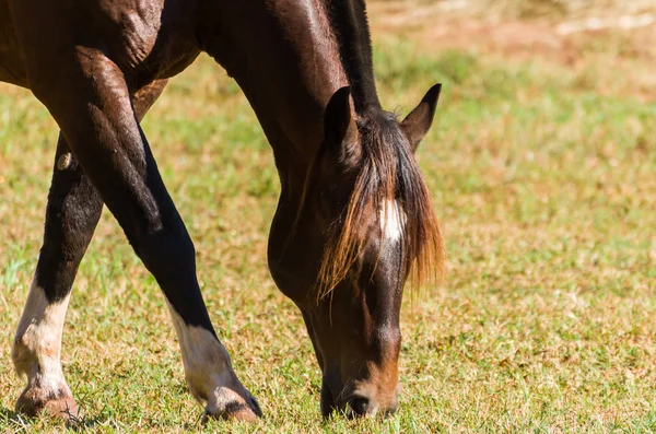 Pferde Der Kreolischen Rasse Auf Dem Bauernhof — Stockfoto