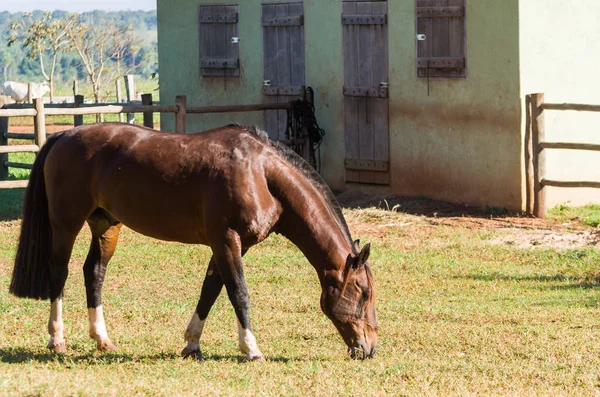 Konie Rasy Kreolskiej Gospodarstwie — Zdjęcie stockowe