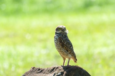 Bir kayanın üstüne güzel baykuş (Glaucidium minutissimum).