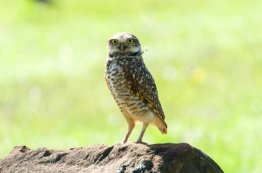 Bir kayanın üstüne güzel baykuş (Glaucidium minutissimum).