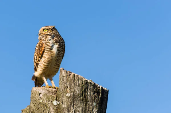 Schöne Eule Glaucidium Minutissimum Auf Einem Baumstamm — Stockfoto