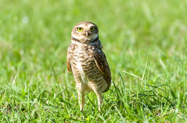 Beautiful Owl Glaucidium Minutissimum Top Grass — Stock Photo, Image