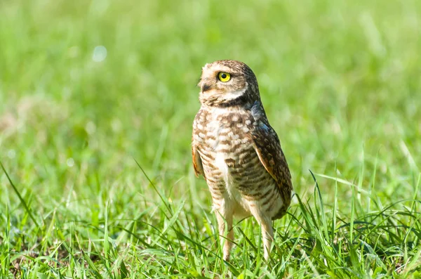 Schöne Eule Glaucidium Minutissimum Auf Einem Gras — Stockfoto