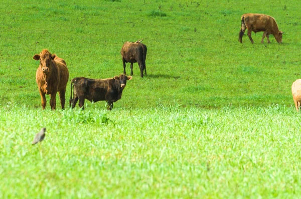 Beef Cattle Green Field Brazil — Stock Photo, Image