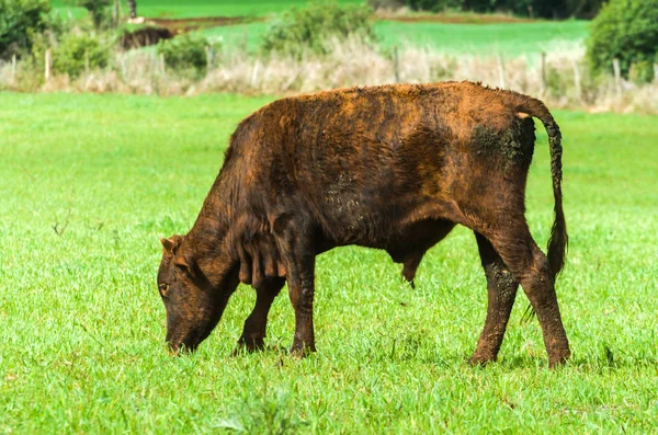Rundvlees Vee Groene Veld Brazilië — Stockfoto