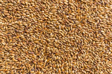 Arpa malt bira, soluk ale, pilsen ile doku.