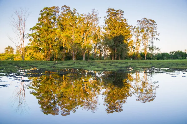 Beautiful Reflection Trees Calm Lake Waters — Stock Photo, Image
