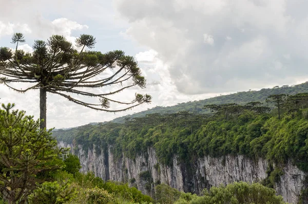 Beautiful Araucaria Tree Typical Tree Mountain Region Rio Grande Sul — Stock Photo, Image