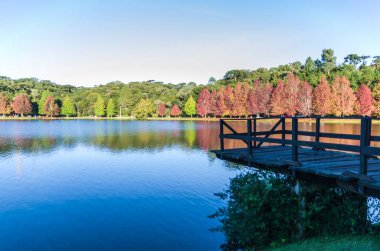 Sonbahar Büyük kavramı, cins Platanus w güzel ağaçlar