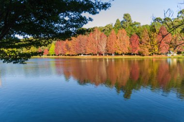 Sonbahar Büyük kavramı, cins Platanus w güzel ağaçlar