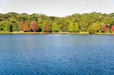 Sonbahar Büyük kavramı, cins Platanus w güzel ağaçlar