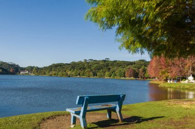 Sonbahar Büyük kavramı, cins Platanus w güzel ağaçlar