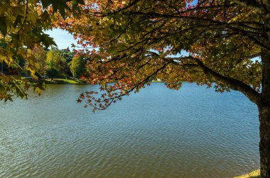 Sonbahar Büyük kavramı, cins Platanus w güzel ağaçlar