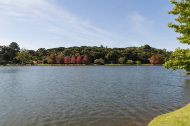 Sonbahar Büyük kavramı, cins Platanus w güzel ağaçlar