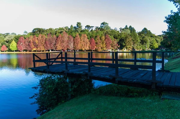 Grande conceito de outono, belas árvores do gênero Platanus w — Fotografia de Stock