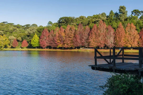 Sonbahar Büyük kavramı, cins Platanus w güzel ağaçlar