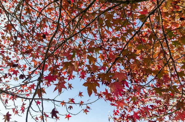 Grande concetto di autunno, bellissimi alberi del genere Platanus w — Foto Stock