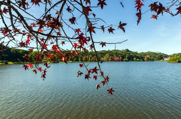 Great concept of autumn, beautiful trees of the genus Platanus w — Stock Photo, Image