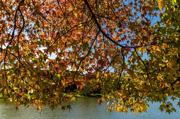 Grande concetto di autunno, bellissimi alberi del genere Platanus w — Foto Stock