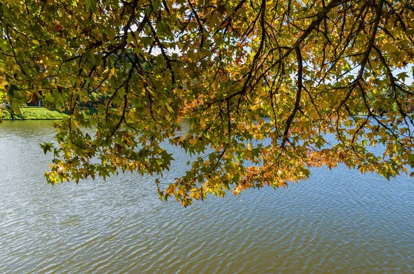 Grande conceito de outono, belas árvores do gênero Platanus w — Fotografia de Stock