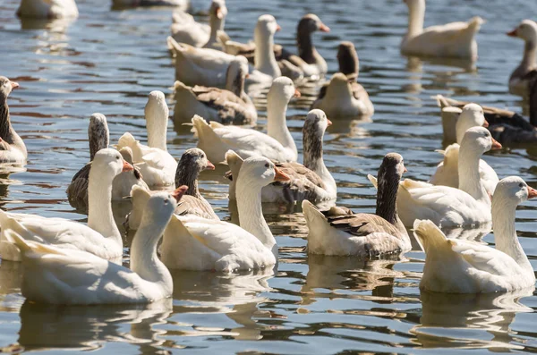 Vários patos brancos nadando no Lago São Bernardo em São Francisco de Paula no Brasil . — Fotografia de Stock