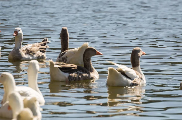 Vários patos brancos nadando no Lago São Bernardo em São Francisco de Paula no Brasil . — Fotografia de Stock