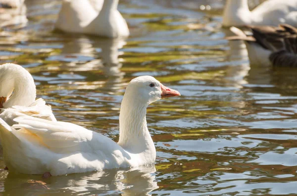 Vários patos brancos nadando no Lago São Bernardo em São Francisco de Paula no Brasil . — Fotografia de Stock