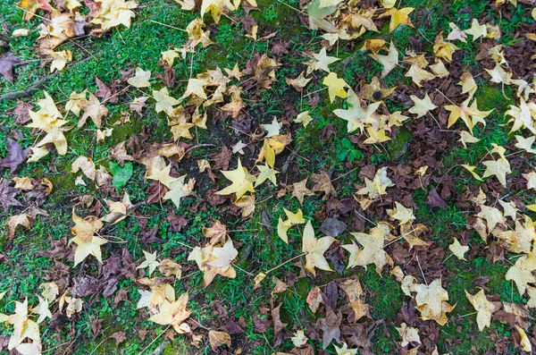 Μεγάλη έννοια του φθινοπώρου, κόκκινα φύλλα του πλατανό πέφτουν στο έδαφος. — Φωτογραφία Αρχείου
