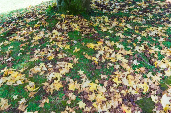 Gran concepto de otoño, hojas rojas de platano caído en el suelo . — Foto de Stock