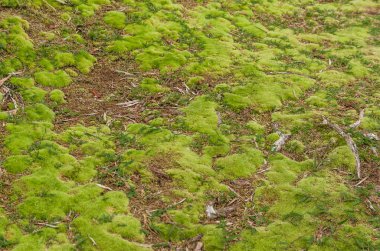 Brezilya Mistik yeşil orman, yosunlu zemin.