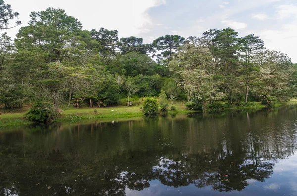 Mystisk Grön skog i Brasilien, Mossy Ground. — Stockfoto