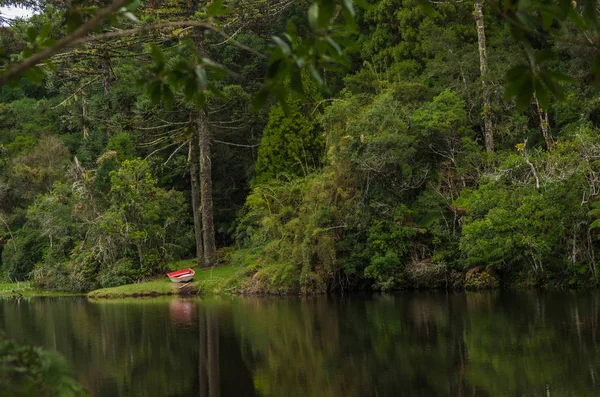 Mystisk Grön skog i Brasilien, Mossy Ground. — Stockfoto