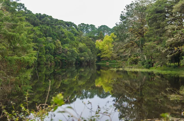 Мистический зеленый лес Бразилии, мшистая земля . — стоковое фото