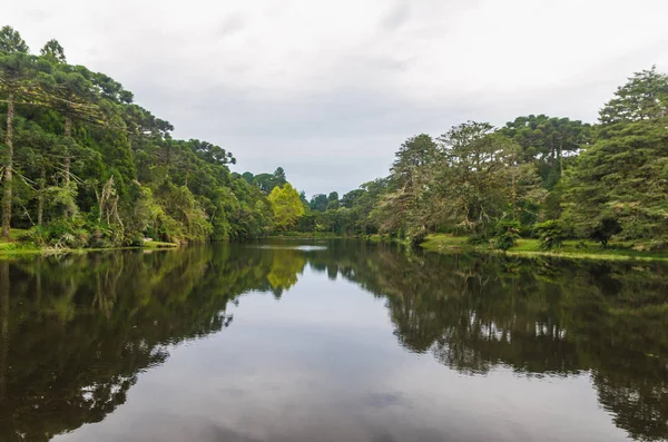 Floresta verde mística do Brasil, terreno musgoso . — Fotografia de Stock