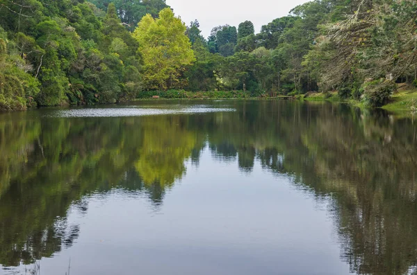 Mystisk Grön skog i Brasilien, Mossy Ground. — Stockfoto