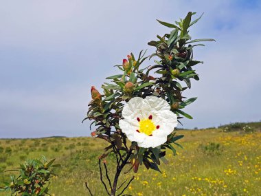 Çiçek açması sakız kaya gül - Alentejo Portekiz heath alanlardan cistus ladanifer