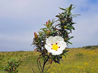 Blossoming gum rock rose - cistus ladanifer in the heath fields from Alentejo in Portugal clipart