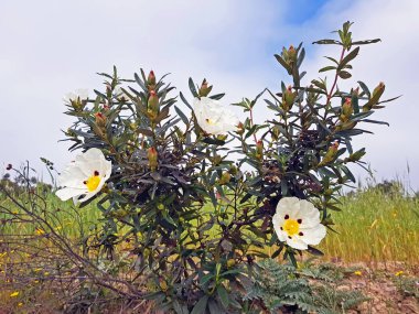 Blossoming gum rockroses - cistus ladanifer in the heath fields from Alentejo in Portugal clipart